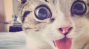 猫猫好困微密圈,萌态可掬，粉丝如云的宠物明星