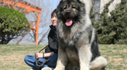 高加索犬介绍,守护者之王的历史与特点