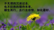 心灵感悟人生哲理,探寻人生哲理的智慧之光