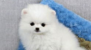 迷你茶杯犬,娇小身躯中的大魅力